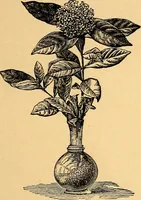 Picture 17 of 40 from Nineteenth century miracles; or spirits and their work in every country of the earth. A complete historical compendium of the great movement known as "modern spiritualism." (1883), leaf 246