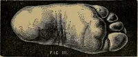An illustration from Nineteenth century miracles, or, Spirits and their work in every country of the earth : a complete historical compendium of the great movement known as "modern spiritualism" (1884)