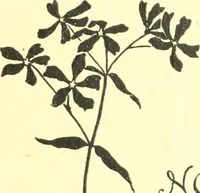 An illustration from Ninety-nine : a calendar for the year 1899; with drawings illustrative of country life in Canada (1899)