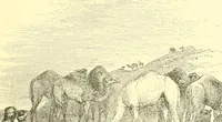 An illustration from Nineveh and Babylon; a narrative of a second expedition to Assyria during the years 1849, 1850, and 1851 (1867)