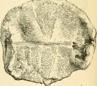 An illustration from Nineveh and Babylon; a narrative of a second expedition to Assyria during the years 1849, 1850, and 1851 (1867)