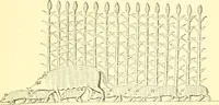 Picture 23 of 146 from Nineveh and Babylon; a narrative of a second expedition to Assyria during the years 1849, 1850, and 1851 (1867), leaf 76