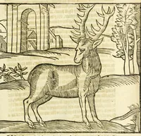 An illustration from The noble art of venerie or hunting : wherein is handled and set out the vertues, nature, and properties of fifteene sundry chaces, together with the order and manner how to hunt and kill euery one of them (1611)