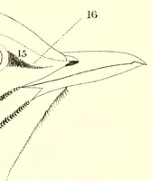 An illustration from A nomenclature of colors for naturalists : and compendium of useful knowledge for ornithologists (1886)