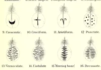 Picture 4 of 4 from A nomenclature of colors for naturalists : and compendium of useful knowledge for ornithologists (1886), leaf 215