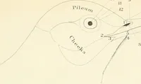 An illustration from A nomenclature of colors for naturalists : and compendium of useful knowledge for ornithologists. (1886)