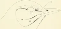 An illustration from A nomenclature of colors for naturalists : and compendium of useful knowledge for ornithologists. (1886)