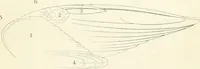 An illustration from A nomenclature of colors for naturalists : and compendium of useful knowledge for ornithologists. (1886)