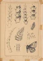 An illustration from Notas sobre los lepidopteros de Chile [ca. 1895] (1895)