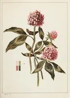 Picture 9 of 10 from A note on color for teachers of elementary schools (1902), leaf 77