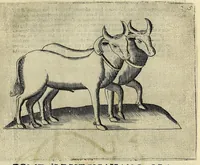 An illustration from Note overo memorie del museo del conte Lodovico Moscardo : nobile veronese uno de padri nell'Accademia filarmonica, dal medesimo descritte in trè libri : nel primo si discorre delle cose antiche, che in dette museo si ritrouano : nel secondo delle pietre, minerali, e terre : nel terzo de corali, conchiglie, animali, frutti, & altre cose in quello contenute ... : con l'aggiunta in questa seconda impressione della seconda parte delle stesso autore, accresciuta di cose spettanti particolarmente all'antichità : con l'indice d'vna gran parte delle sue medaglie, & pitture, come anco delli ritratti de prencipi, & altri illustri huomini, così in arme, come in lettere (1672)