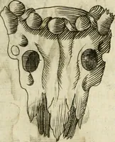 Picture 108 of 232 from Note, overo, Memorie del mvseo di Lodovico Moscardo ... (1656), leaf 106