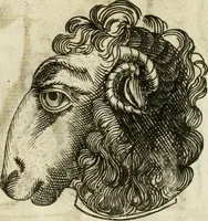 An illustration from Note, overo, Memorie del mvseo di Lodovico Moscardo ... (1656)