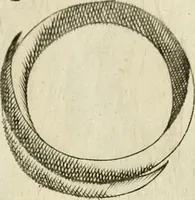 An illustration from Note, overo, Memorie del mvseo di Lodovico Moscardo ... (1656)