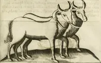 An illustration from Note, overo, Memorie del mvseo di Lodovico Moscardo ... (1656)