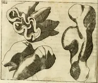 An illustration from Note, overo, Memorie del mvseo di Lodovico Moscardo ... (1656)