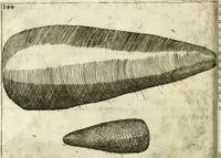 An illustration from Note, overo, Memorie del mvseo di Lodovico Moscardo ... (1656)