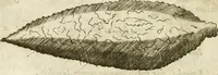 Picture 159 of 232 from Note, overo, Memorie del mvseo di Lodovico Moscardo ... (1656), leaf 171