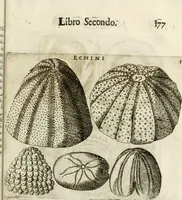 An illustration from Note, overo, Memorie del mvseo di Lodovico Moscardo ... (1656)