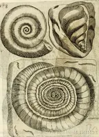 An illustration from Note, overo, Memorie del mvseo di Lodovico Moscardo ... (1656)