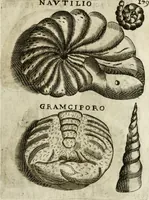 Picture 169 of 232 from Note, overo, Memorie del mvseo di Lodovico Moscardo ... (1656), leaf 202