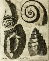 Picture 170 of 232 from Note, overo, Memorie del mvseo di Lodovico Moscardo ... (1656), leaf 203