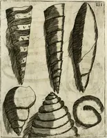 An illustration from Note, overo, Memorie del mvseo di Lodovico Moscardo ... (1656)