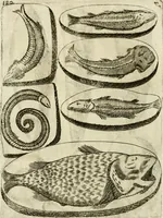 An illustration from Note, overo, Memorie del mvseo di Lodovico Moscardo ... (1656)