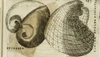 An illustration from Note, overo, Memorie del mvseo di Lodovico Moscardo ... (1656)