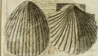 An illustration from Note, overo, Memorie del mvseo di Lodovico Moscardo ... (1656)