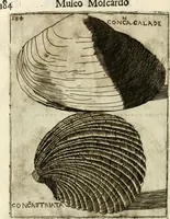 Picture 175 of 232 from Note, overo, Memorie del mvseo di Lodovico Moscardo ... (1656), leaf 207