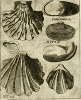 An illustration from Note, overo, Memorie del mvseo di Lodovico Moscardo ... (1656)
