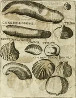 An illustration from Note, overo, Memorie del mvseo di Lodovico Moscardo ... (1656)