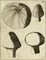 An illustration from Note, overo, Memorie del mvseo di Lodovico Moscardo ... (1656)