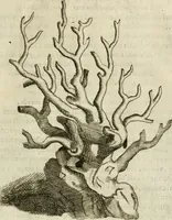 An illustration from Note, overo, Memorie del mvseo di Lodovico Moscardo ... (1656)