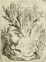 An illustration from Note, overo, Memorie del mvseo di Lodovico Moscardo ... (1656)