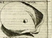 An illustration from Note, overo, Memorie del mvseo di Lodovico Moscardo ... (1656)