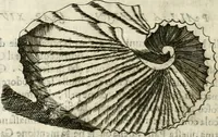 Picture 186 of 232 from Note, overo, Memorie del mvseo di Lodovico Moscardo ... (1656), leaf 221