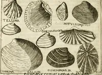 An illustration from Note, overo, Memorie del mvseo di Lodovico Moscardo ... (1656)
