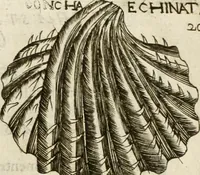 An illustration from Note, overo, Memorie del mvseo di Lodovico Moscardo ... (1656)