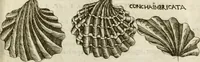 An illustration from Note, overo, Memorie del mvseo di Lodovico Moscardo ... (1656)
