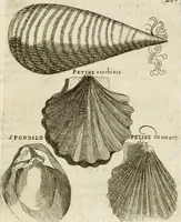 An illustration from Note, overo, Memorie del mvseo di Lodovico Moscardo ... (1656)