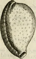 An illustration from Note, overo, Memorie del mvseo di Lodovico Moscardo ... (1656)