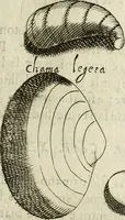 An illustration from Note, overo, Memorie del mvseo di Lodovico Moscardo ... (1656)