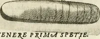 Picture 198 of 232 from Note, overo, Memorie del mvseo di Lodovico Moscardo ... (1656), leaf 232