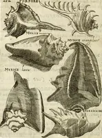An illustration from Note, overo, Memorie del mvseo di Lodovico Moscardo ... (1656)