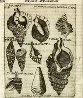 An illustration from Note, overo, Memorie del mvseo di Lodovico Moscardo ... (1656)