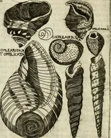 An illustration from Note, overo, Memorie del mvseo di Lodovico Moscardo ... (1656)