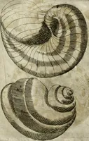 An illustration from Note, overo, Memorie del mvseo di Lodovico Moscardo ... (1656)