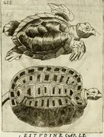 An illustration from Note, overo, Memorie del mvseo di Lodovico Moscardo ... (1656)